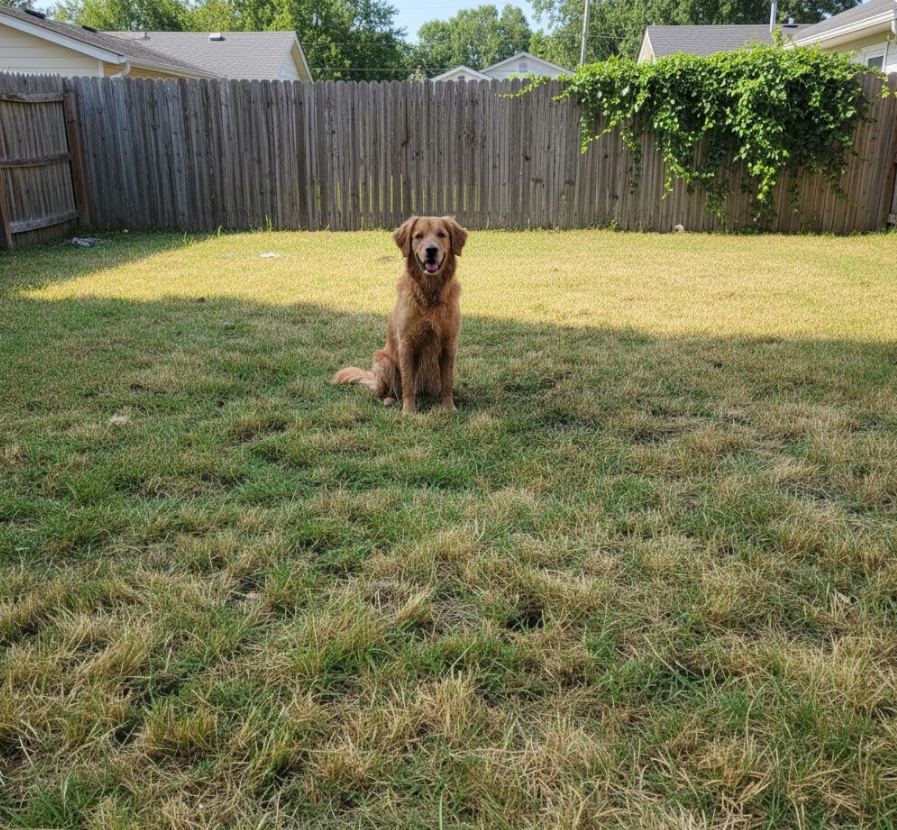 Yard after PristineYards visit